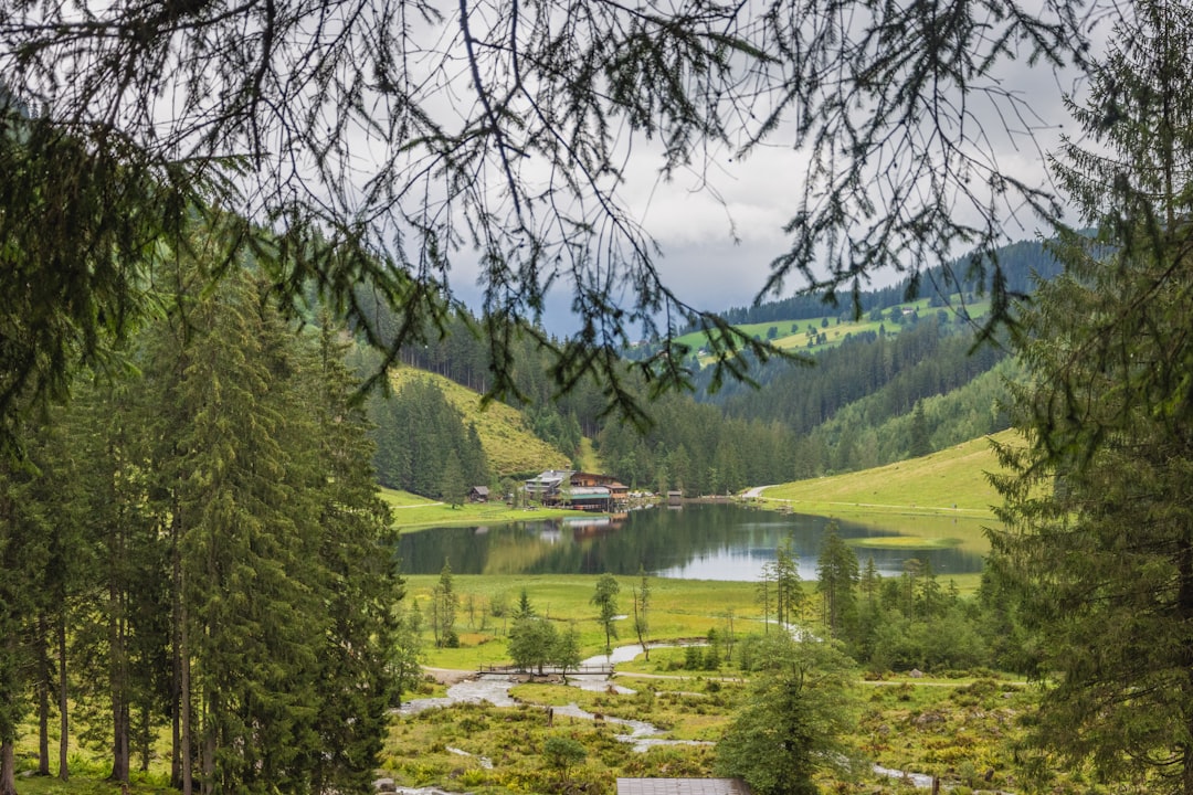 green trees and grass field near lake during daytime