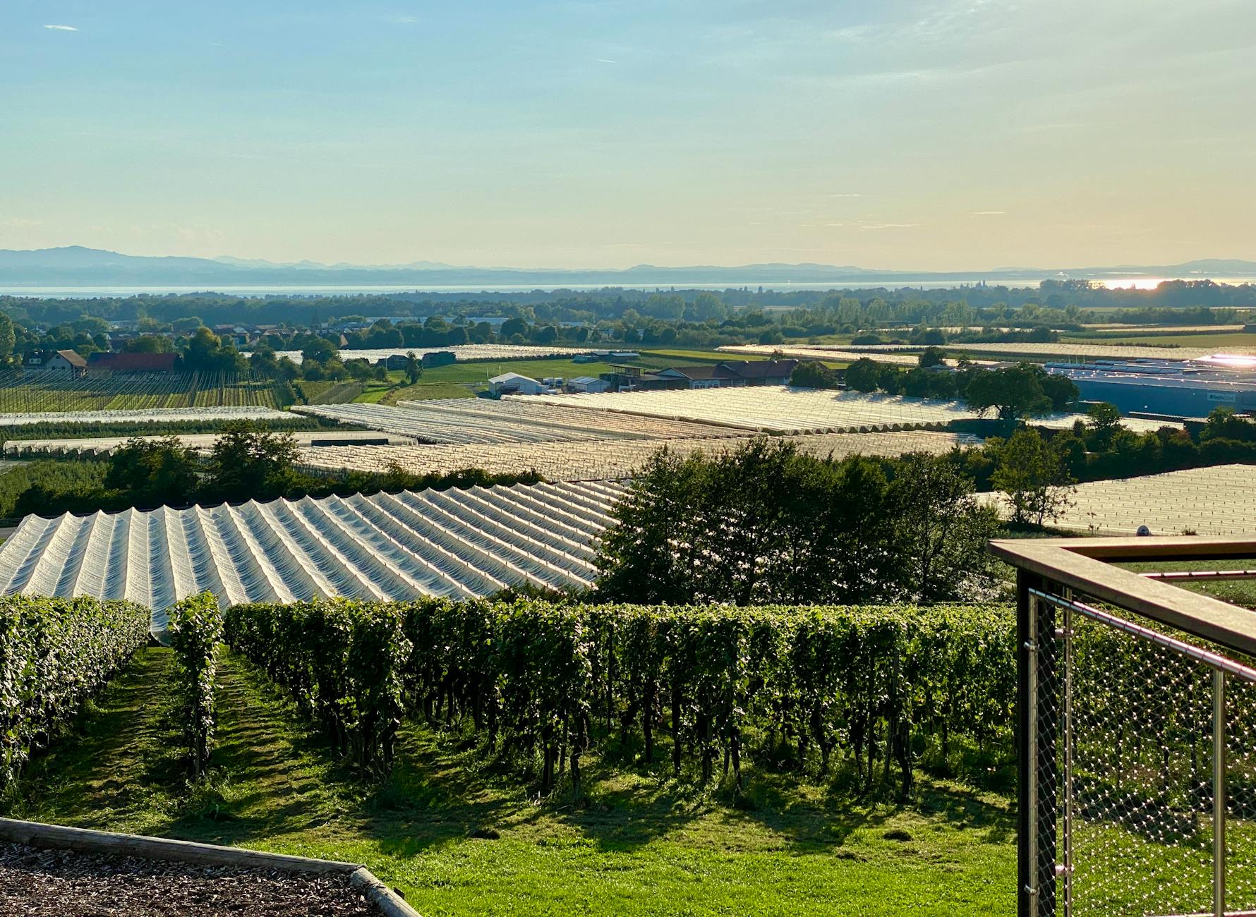 Picturesque vineyard scene in Kressbronn am Bodensee, Germany, with lush vines and lake view.