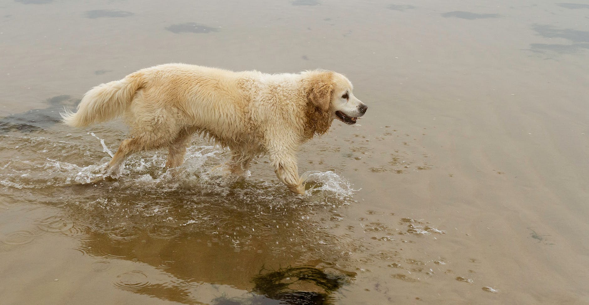 A Golden Retriever walking through shallow water at the coast, showcasing its wet fur.
