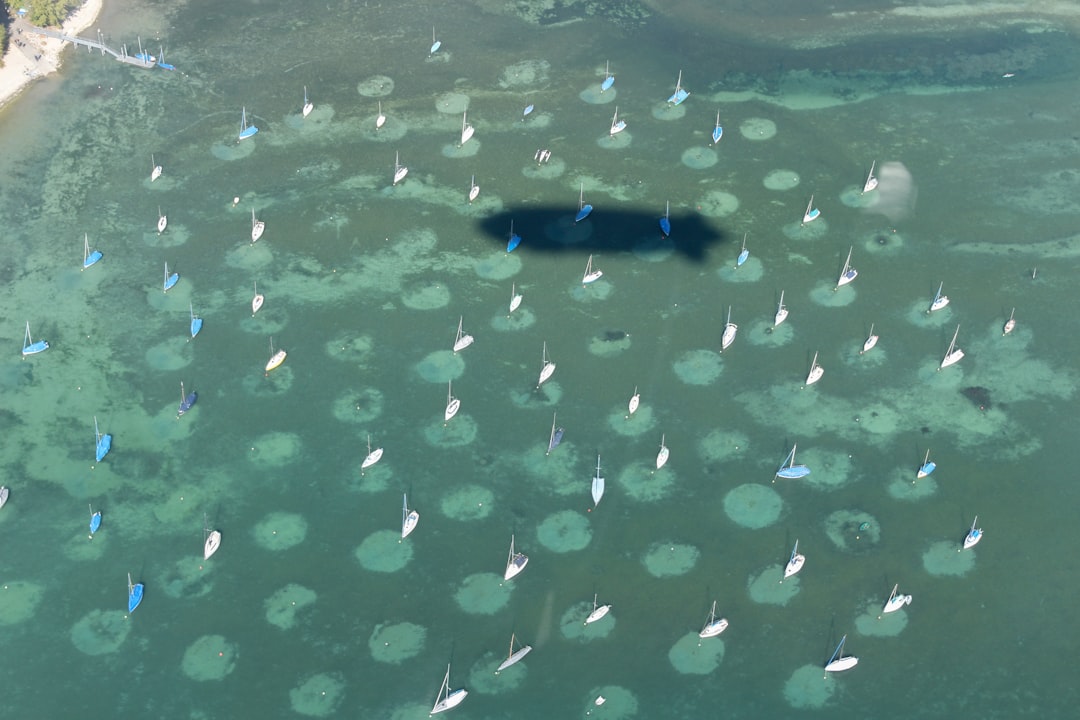 a body of water with many small fish in it