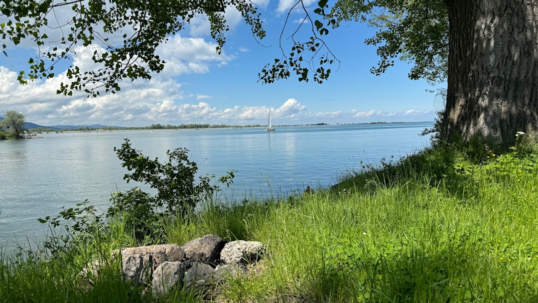 a view of a body of water with a tree in the foreground