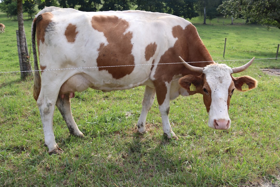 a cow with a yellow tag