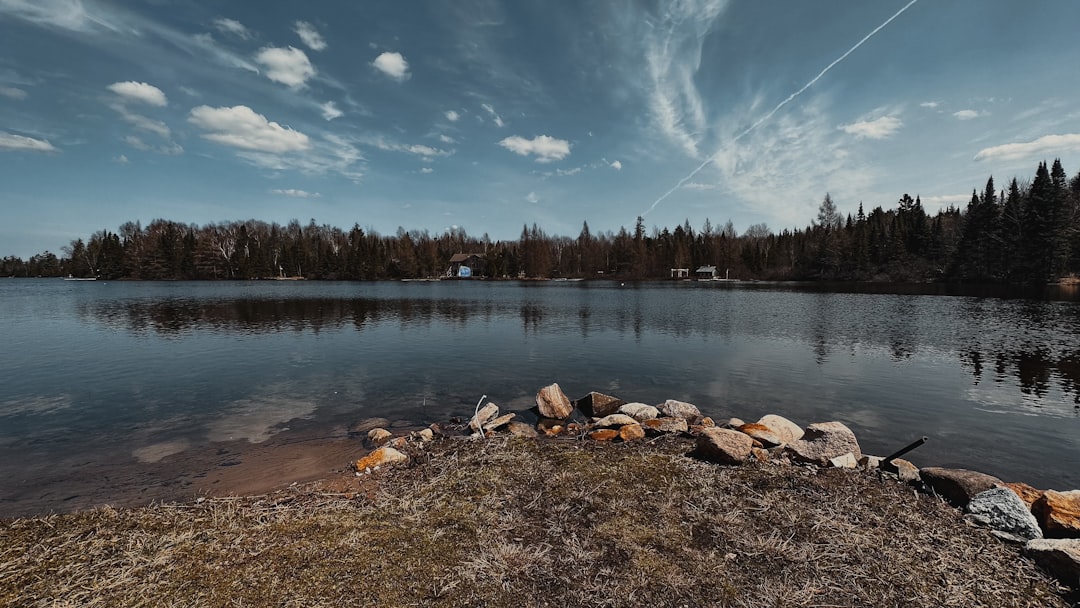 a body of water surrounded by a forest