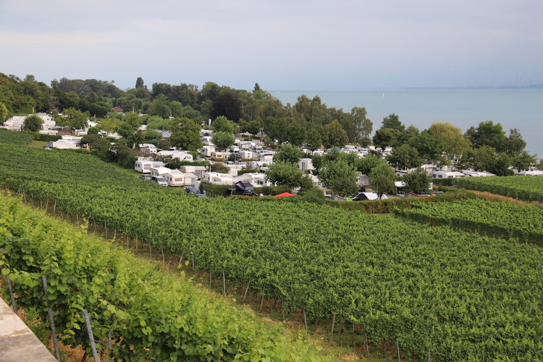 a green field with trees and houses