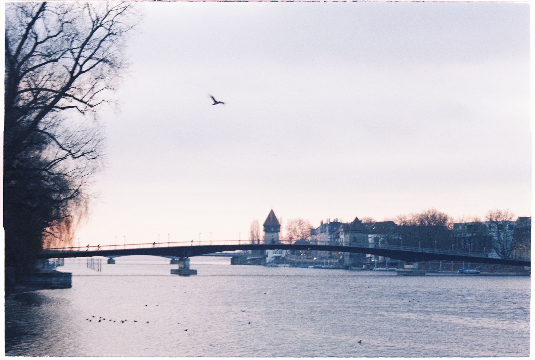 Serene winter scene of a bridge over the Rhine River in Konstanz, Germany with a bird flying overhead.
