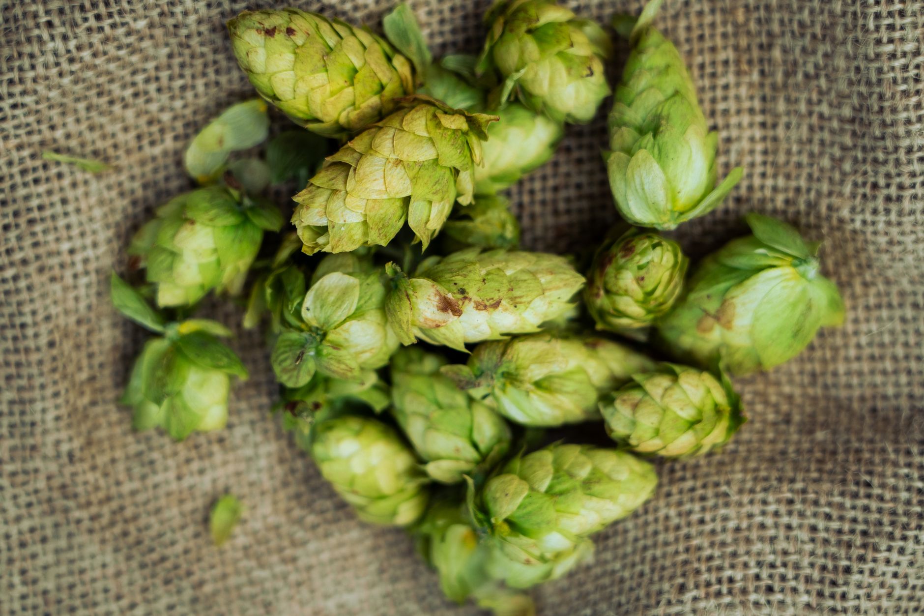 A detailed image of fresh green hops on burlap, ideal for brewing and beer-related themes.