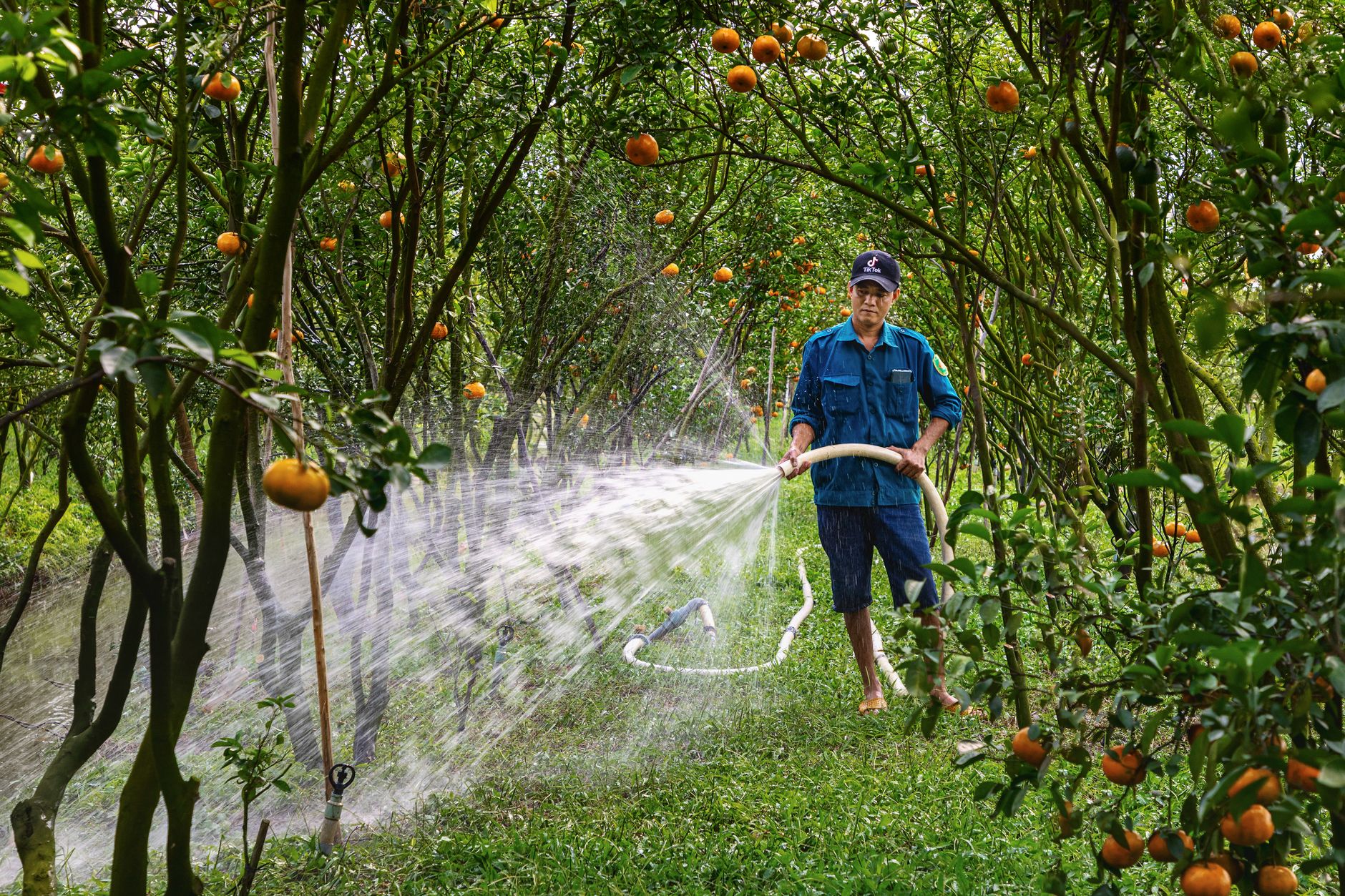 A farmer waters a lush tangerine grove in Đồng Tháp, Vietnam, showcasing agriculture.