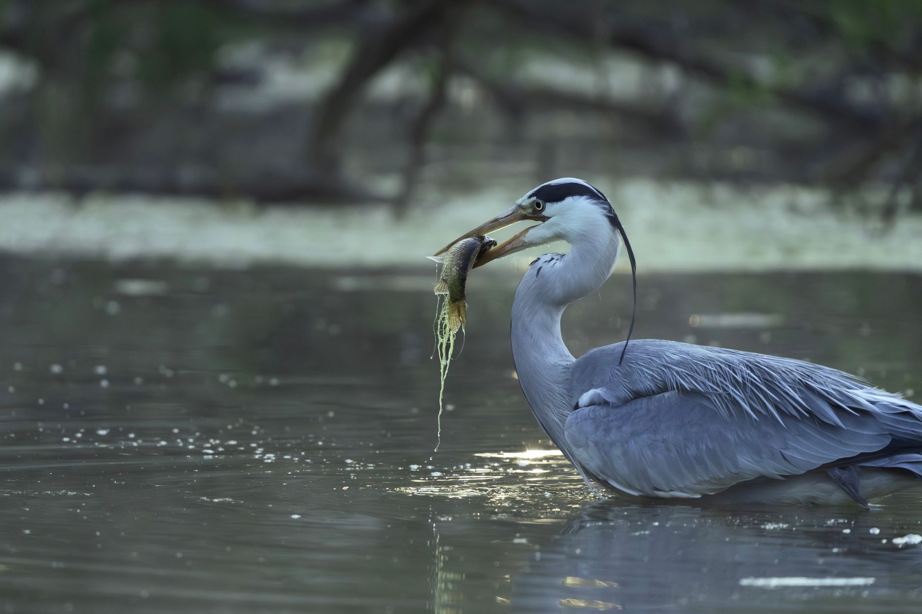 Grey heron catches a fish in its natural habitat, showcasing wildlife action.