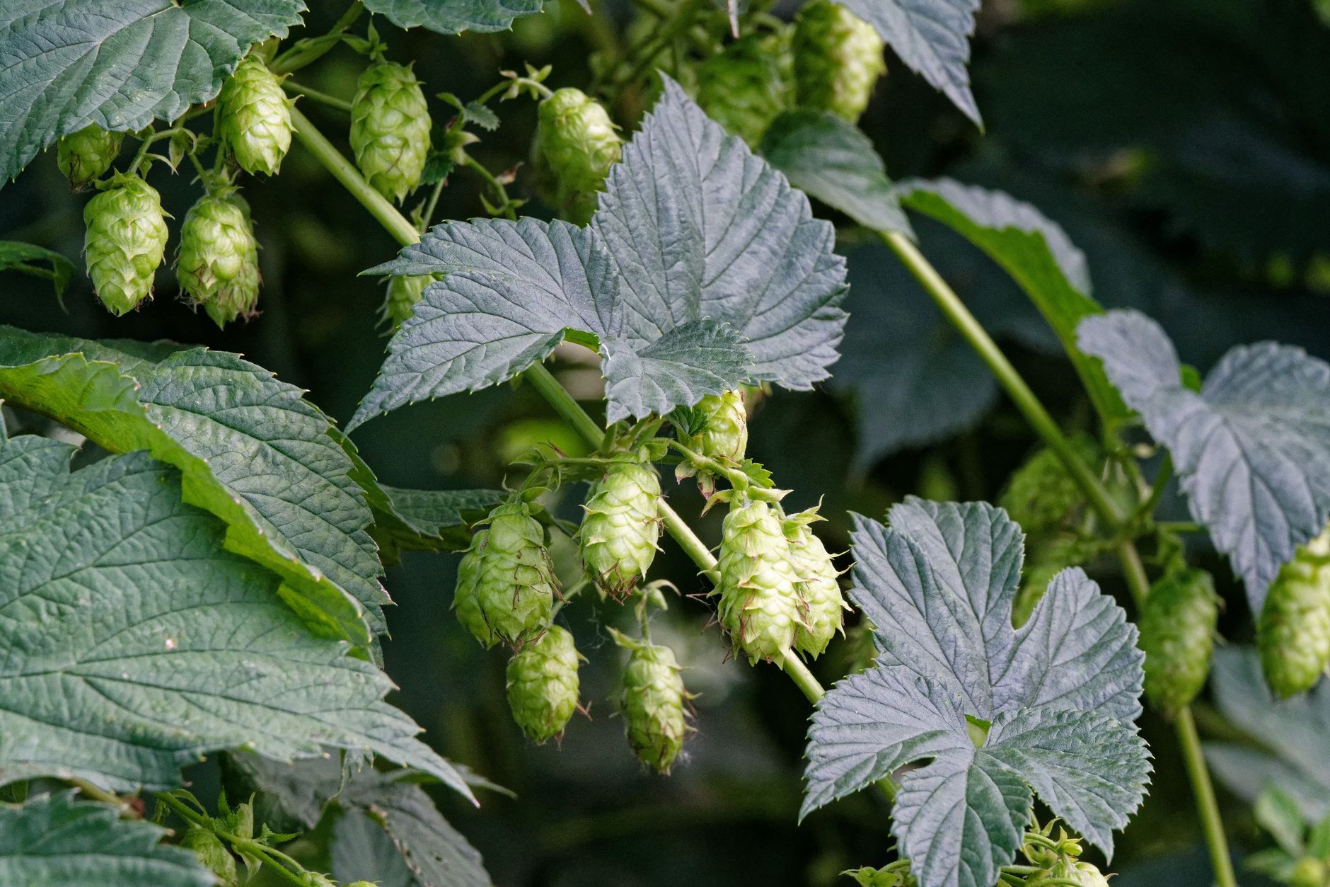 Detailed image of hop cones on a vine used in brewing, showcasing lush green leaves.